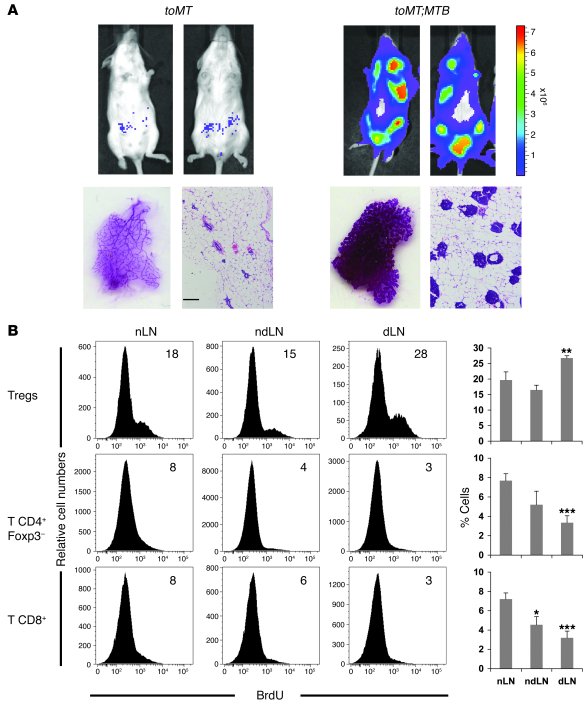 T cell response in mice developing mammary tumors after doxycycline-medi...