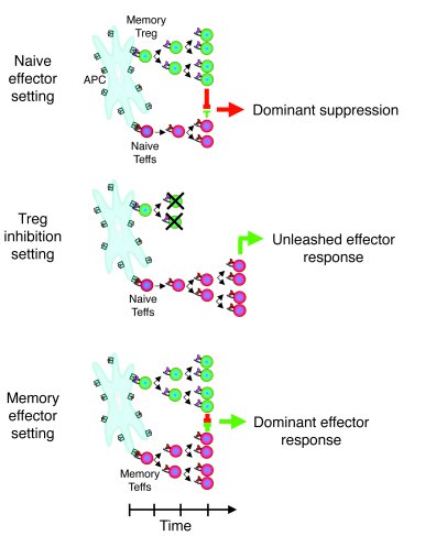 Simplified model of the immune tolerance versus immune rejection decisio...