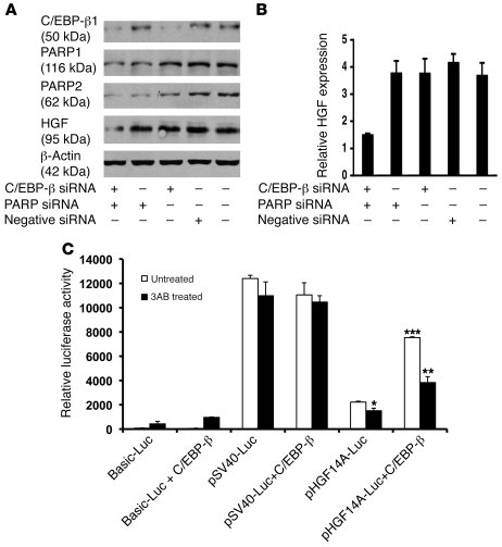 C/EBP-β1 and PARPs are involved in HGF gene activation.
   
(A and B) HG...