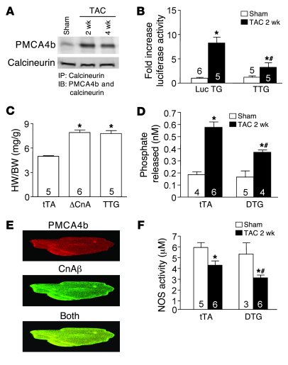 Pmca4b regulates calcineurin/NFAT signaling in vivo.
(A) Immuno­precipit...