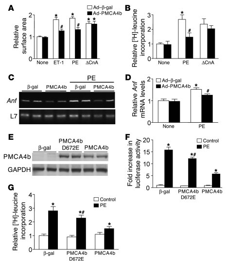 PMCA4b overexpression blunts agonist-induced hypertrophy in cultured neo...