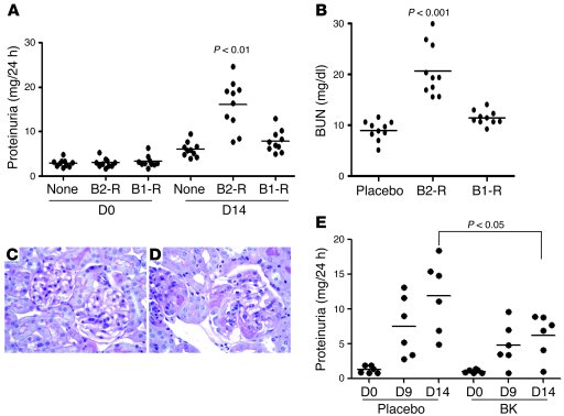Impact of BK receptor blockade or activation on the severity of AIGN.
BA...