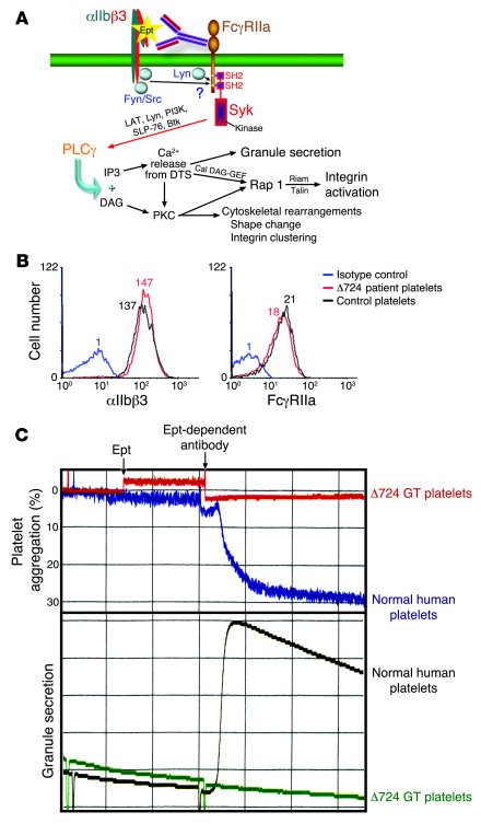 Evidence for β3 cytoplasmic domain–associated kinases in initiating epti...