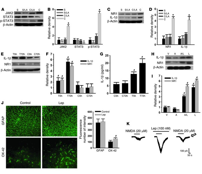 Effect of leptin gene mutation on behavioral and cellular changes.
Therm...
