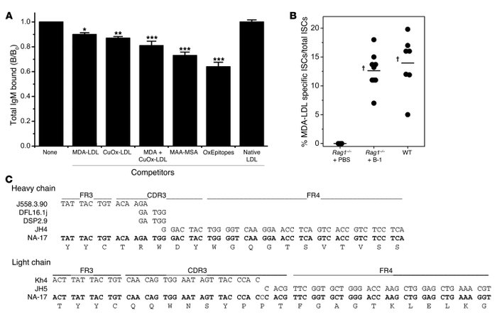 Oxidation-specific epitopes are dominant targets of NAbs.
(A) Preabsorpt...