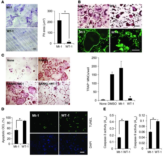 The RRI peptide regulates cytoskeleton integrity and cell survival of OC...