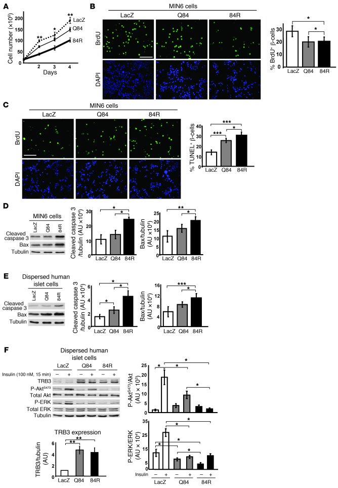 Reduced proliferation, increased apoptosis, and inhibition of insulin si...