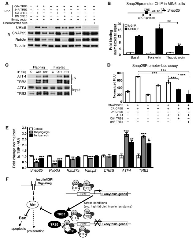 TRB3 and ATF4 inhibit expression of exocytosis genes.
(A) Western blotti...