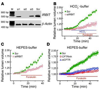 Knockdown of IRBIT inhibits pancreatic duct fluid secretion.
(A) RT-PCR ...
