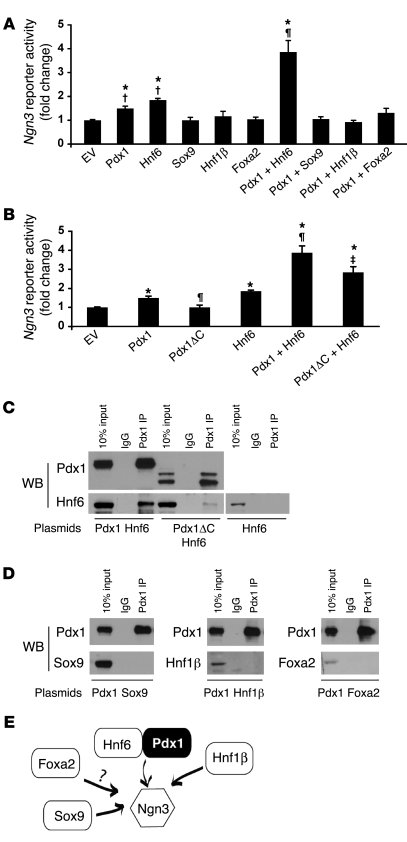 Pdx1 cooperates with Hnf6 to regulate Ngn3.
   
HepG2 cells transfected ...