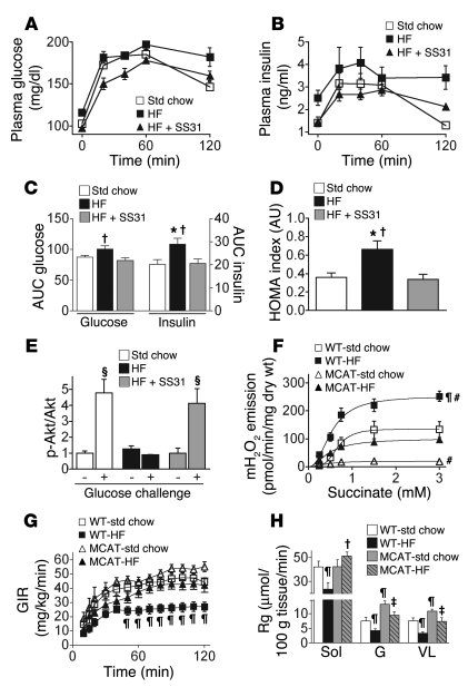 Mitochondrial-targeted scavenging of H2O2 prevents high-fat diet–induced...