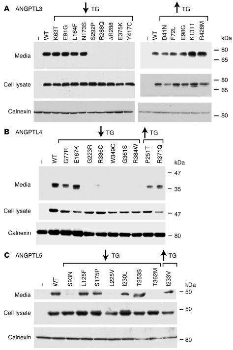 Effects of sequence variations on the synthesis and secretion of ANGPTL3...