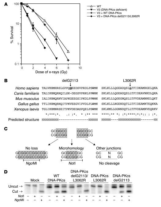 Confirmation of disease-causing effect of DNA-PKcs mutation.
(A) Clonoge...