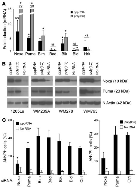 RIG-I and MDA-5 induce expression of the proapoptotic BH3-only members o...