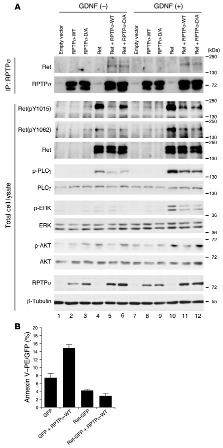 Molecular interaction between RPTPσ and Ret.
(A) RPTPσ and Ret expressio...