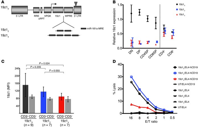 CAR expression and function in peripheral T lymphocytes is fully restore...