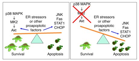 Role of p38 MAPK in protecting macrophages from apoptosis in atheroscler...