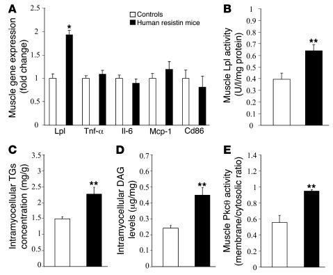 Increased lipid accumulation in the humanized resistin mice.
(A) Gene-ex...