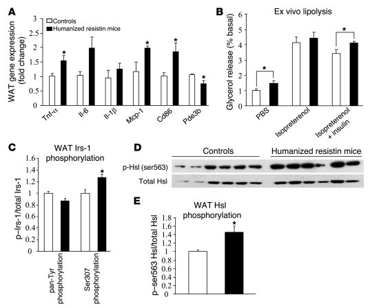 WAT inflammation and lipolysis precede the muscle changes in humanized r...