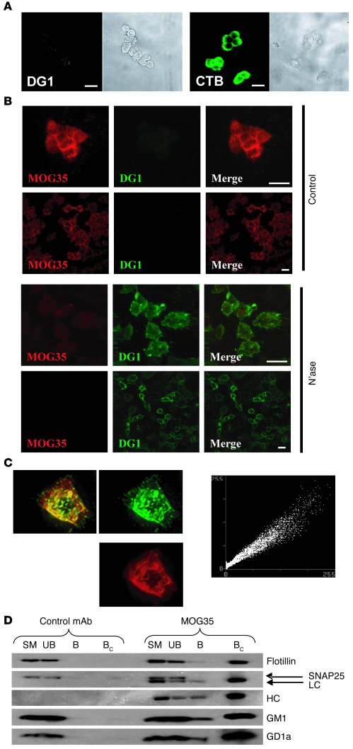 Localization of GM1 and GD1a to raft fractions in PC12 cells.
(A) PC12 c...