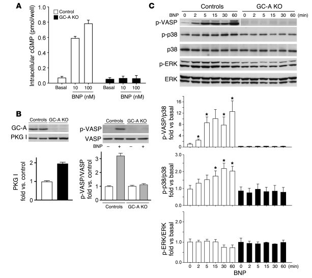 BNP stimulates phosphorylation of VASP and p38 MAPK in primary cultured ...
