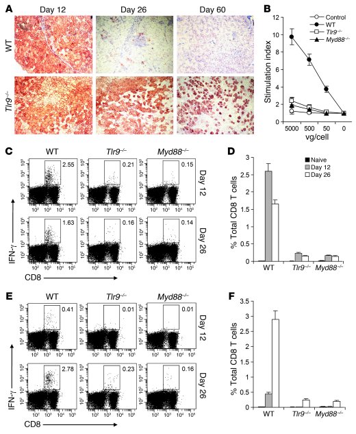 Lack of TLR9-MyD88 signaling diminishes CD8+ T cell responses to the AAV...