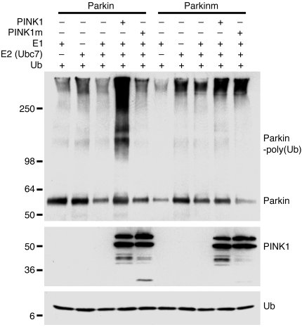 PINK1 promotes Parkin auto-ubiquitination in vitro.
Affinity-purified Pa...