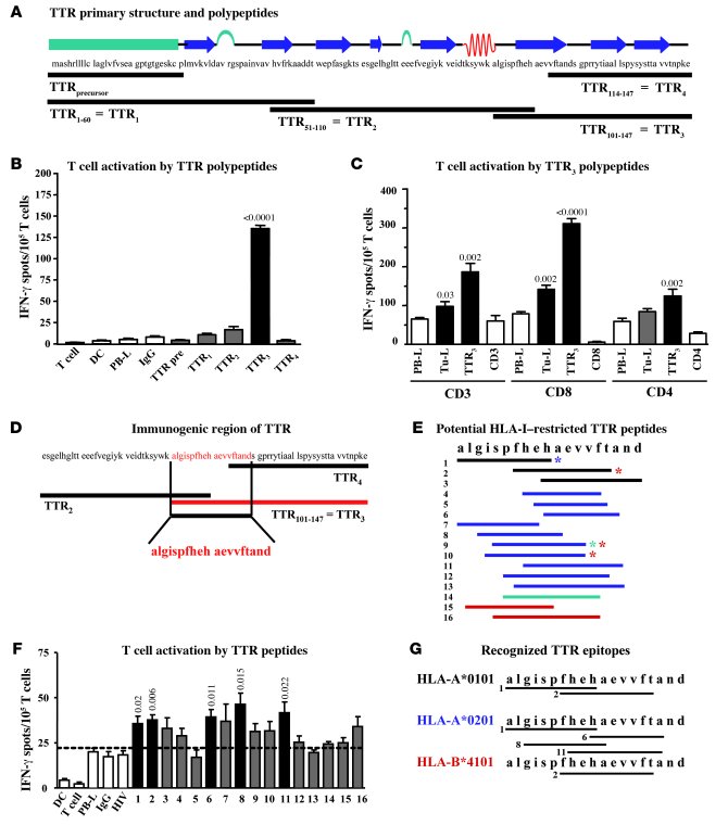 TTR as target antigen of autologous T cells from NCH550.
(A) Molecular s...