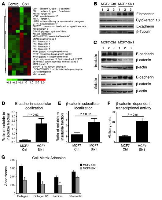 Six1 induces features of EMT in MCF7 mammary carcinoma cells.
(A) MCF7-S...