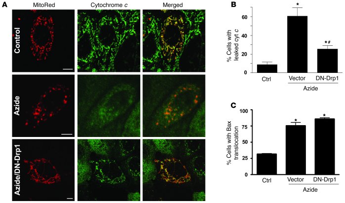 Inhibition of cytochrome c release during ATP depletion by
             ...