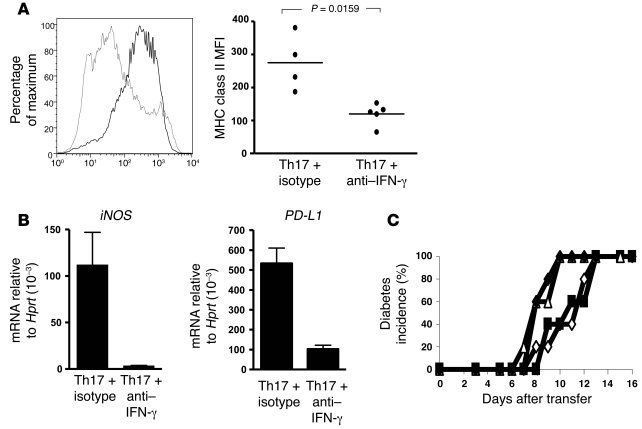 Anti–IFN-γ treatment inhibits activation of CD11b+ cells but not the eff...