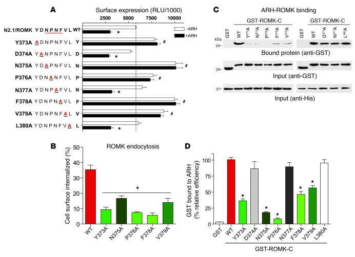ROMK sequence requirements of ARH-dependent internalization match the re...