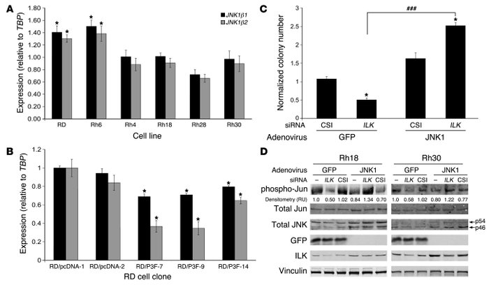 Restored expression of JNK1 reverses the ARMS response to ILK depletion....
