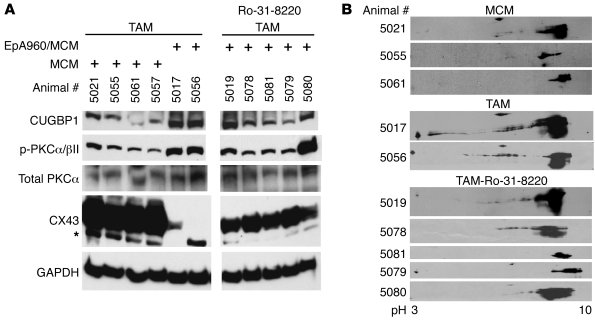 Effect of Ro-31-8220 administration on PKC activation and CUGBP1 and con...