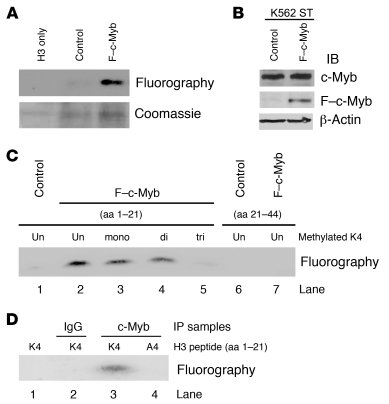 The c-Myb–containing complex methylates histone H3 on lysine 4.
(A) F–c-...