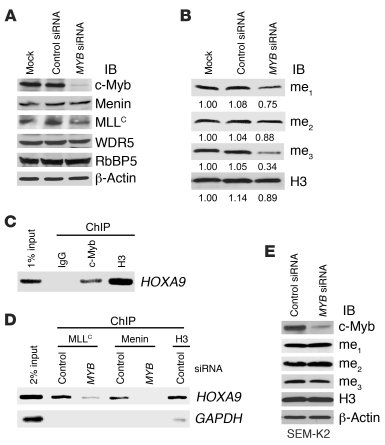 Loss of c-Myb affects global H3K4 methylation level in K562 cells but no...
