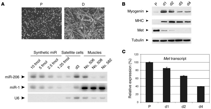 Met is posttranscriptionally downregulated during myogenic differentiati...