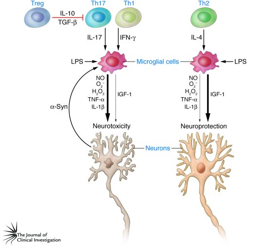 Potential role of T cells in modulating microglia-mediated neurotoxicity...