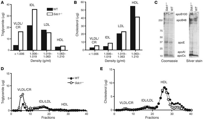 Hypertriglyceridemia in Sdc1–/– mice.
   
(A and B) Triglyceride (A) and...