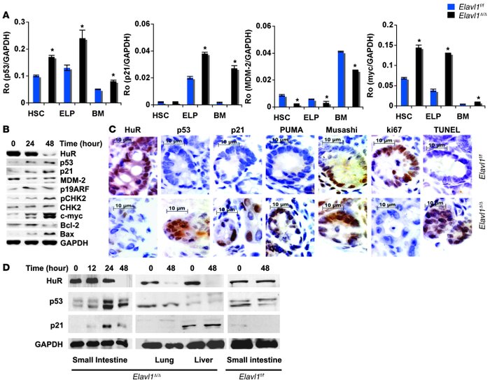 Induction of the p53 pathway in hematopoietic and intestinal progenitors...