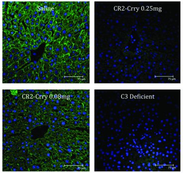 Treatment of mice with CR2-Crry following PHx results in a dose-dependen...