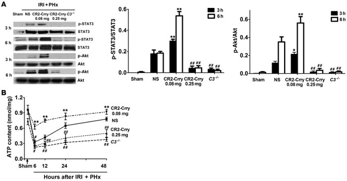 Opposing effects of high- and low-dose complement inhibition on STAT3 an...