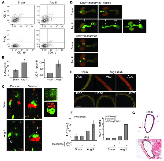 
Ccr2–/– mice develop blunted responses to Ang II, but adoptive transfer...