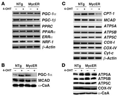 Expression of FAO genes is downregulated with Myc activation in the hear...