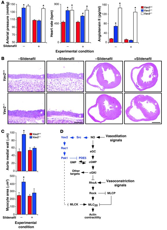 Blood pressure and cardiovascular parameters in sildenafil-treated Vav2–...