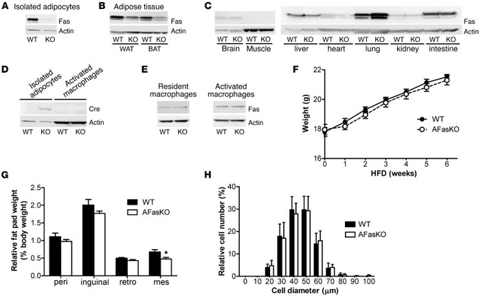 Characterization of AFasKO mice.
(A) Total cell lysates were prepared fr...