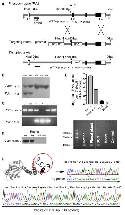 Generation of mice deficient in Pdc.
(A) Targeting vector for disruption...