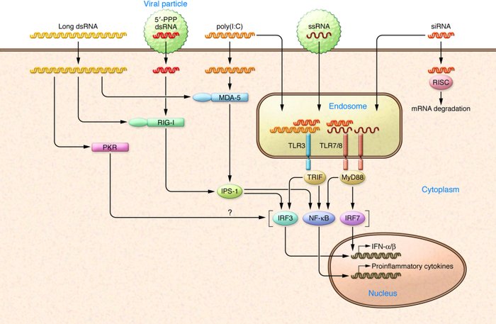 Immunorecognition of RNA.
RNA delivered to the endosome is detected by T...