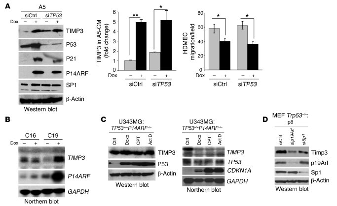 The upregulation of TIMP3 gene expression by P14ARF is independent of P5...