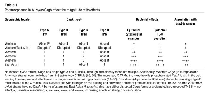 Polymorphisms in H. pylori CagA affect the magnitude of its effects
   